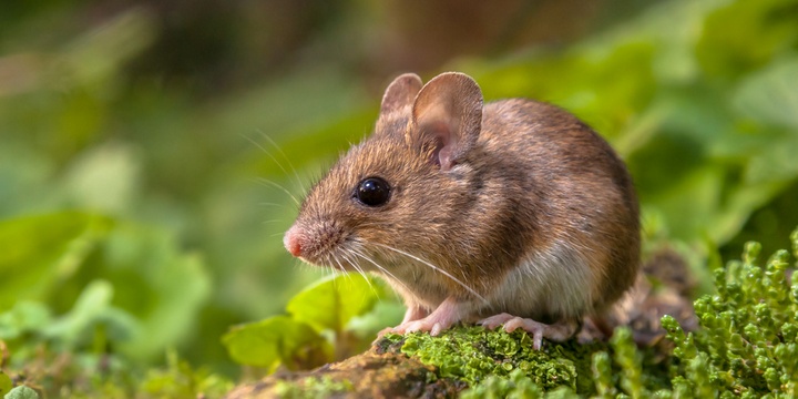 5 Creatures That Can Sense Danger and Disease in the Human Race Mice