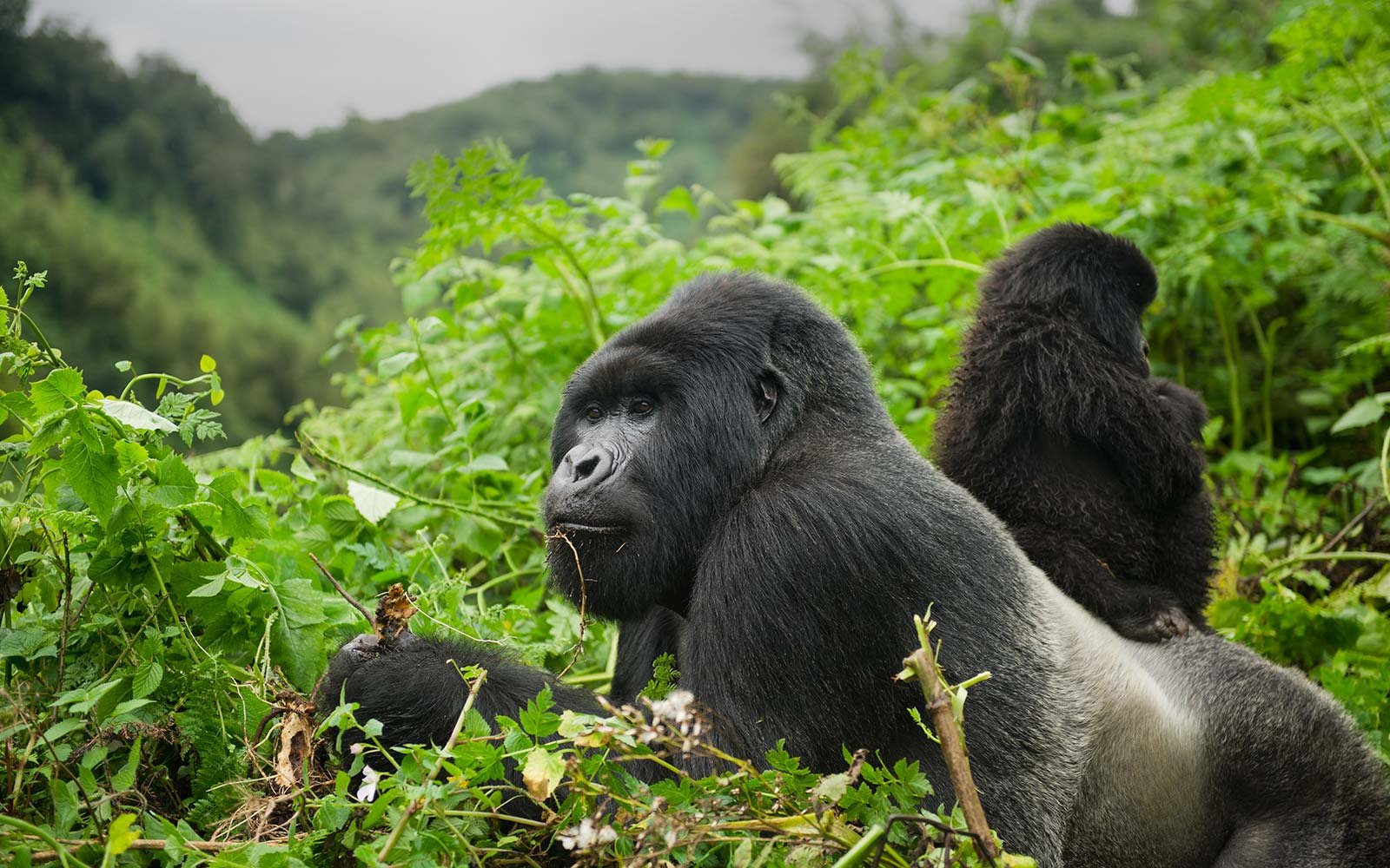 Gorillas, Volcanoes National Park, Rawanda, Africa