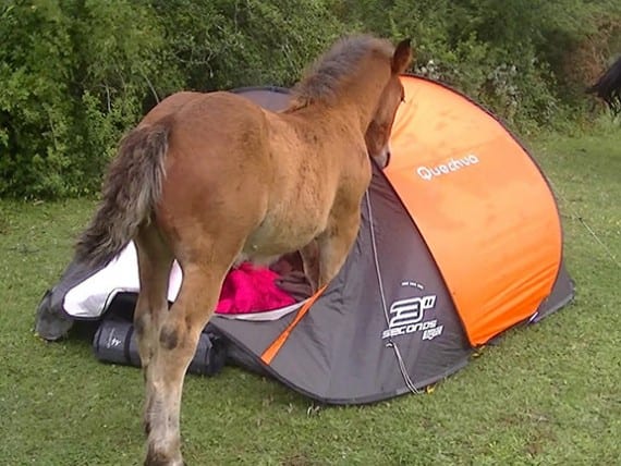 You'll Laugh Out Loud At These Hilarious Camping Photos