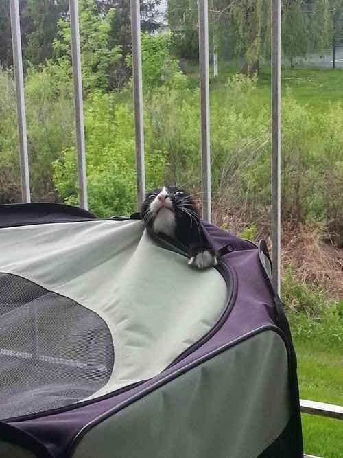 You'll Laugh Out Loud At These Hilarious Camping Photos