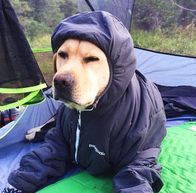 You'll Laugh Out Loud At These Hilarious Camping Photos