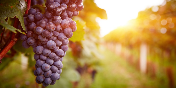 6 Essential Organic Foods for Your Health Grapes
