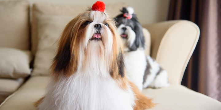 5 Breeds of Small Dogs Shih Tzu