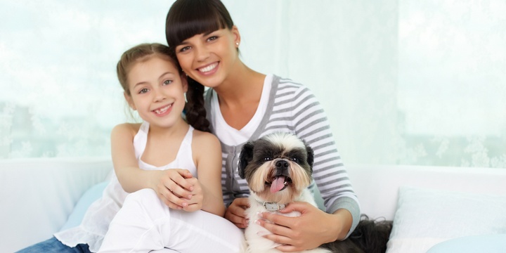5 Dog Breeds That Are Perfect for Allergy Sufferers Shih tzu